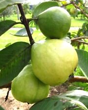 Mexican white guava for sale  Largo