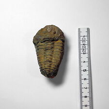 Trilobit laut beschreibung gebraucht kaufen  Lingen