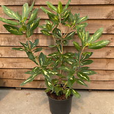 Rhododendron gold flimmer for sale  YORK