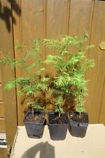 Metasequoia glyptostroboides u gebraucht kaufen  Jettingen-Scheppach