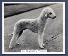 Bedlington terrier original for sale  Shipping to Ireland