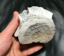 LARGE! 3.50" Dolphin / Whale Vertebrae Megalodon meg necklace jaws jaw for sale  Raleigh