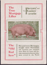 sow pig for sale  Hartford