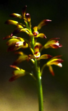 Adam eve orchid for sale  Clarksville
