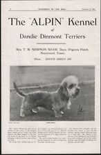 1939 dandie dinmont for sale  COLEFORD