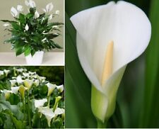 Arum lily calla for sale  BROCKENHURST