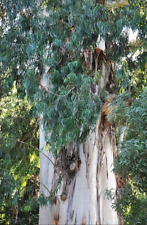 Ribbon gum eucalyptus for sale  San Francisco