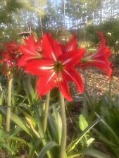 Amaryllis bulbs vintage for sale  Talladega