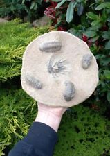 Fossil trilobites devonian d'occasion  Expédié en Belgium