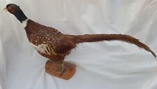 Taxidermy pheasant wooden for sale  NEWBURY