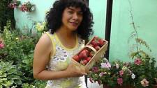 Erdbeerpflanzen senga sengana gebraucht kaufen  Bad Wilsnack