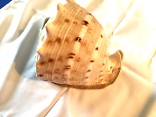 Large conch shell. for sale  SHETLAND