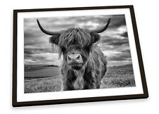 Highland cow grey for sale  UK