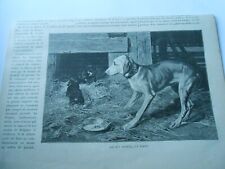 1893 engraving chiens d'occasion  Expédié en Belgium