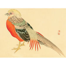 Kono Chinese Pheasant Canvas Print, used for sale  EDINBURGH