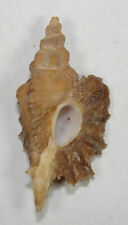 MUREX MACROPTERA 46.66mm SUPER CHOICE SPECIMEN Point Loma, San Diego, California for sale  Shipping to South Africa