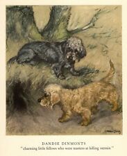1947 Vintage Dandie Dinmont Terrier Print Vernon Stokes Illustration Art 4830d for sale  Shipping to South Africa