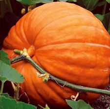 Big max pumpkin for sale  Lincolnton