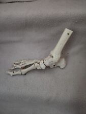Human foot skeleton for sale  Shipping to Ireland
