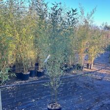 Black bamboo plant for sale  BROADWAY