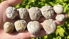 Texas fossil echinoids for sale  Coppell