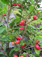 Miracle fruit tree for sale  Odessa