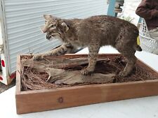 Bobcat taxidermy mount for sale  Chiefland