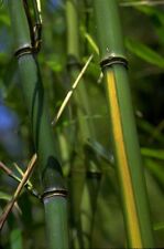 Foot giant phyllostachys for sale  York