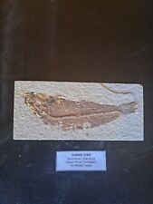 Fish fossil for sale  ASHFORD