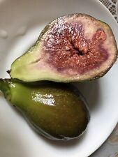 Unrooted fig cutting for sale  LONDON