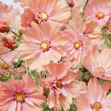 Apricotta cosmos seeds for sale  FERRYHILL