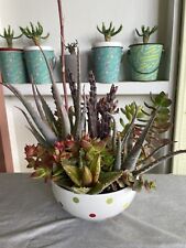 Succulents arrangement mix for sale  Whittier