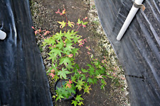 Acer palmatum aizumi for sale  Newport