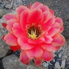 Cactus cacti echinopsis for sale  Shipping to Ireland