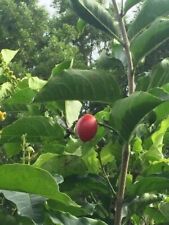 Peanut butter tree for sale  Cape Coral