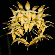 Bulbophyllum pleurothallidanth for sale  SANDBACH