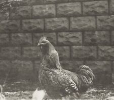 handsome rooster for sale  Clovis