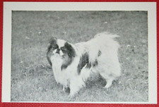 Japanese chin vintage for sale  DERBY