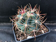 Ferocactus viridescens cactus usato  Massafra