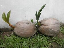 Hawaiian coconut live for sale  Keaau