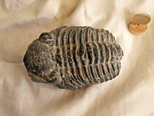 Beau specimen trilobite d'occasion  Salon-de-Provence