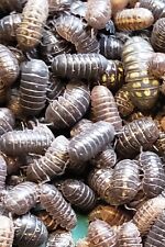 Pill bugs land for sale  Utopia