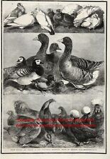 Estampa de gravura antiga grande da década de 1860 para galinhas, pombos e patos Show Champs comprar usado  Enviando para Brazil
