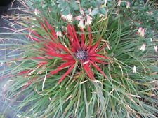 Fascicularia bicolor crimson for sale  HORSHAM