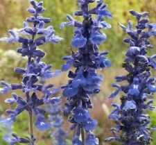 Blue sage flower for sale  Berwyn
