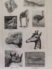1890 african animals for sale  Jasper