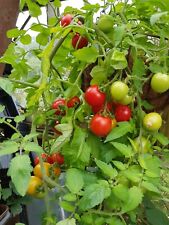 Maskotka tomato seeds for sale  COVENTRY