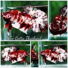 Betta fish fancy for sale  Shipping to Ireland