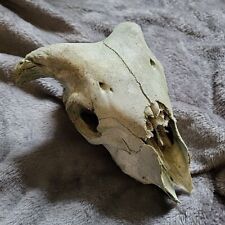 Sheep skull horns for sale  RICHMOND