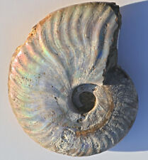 Cleoniceras ammonite fossile usato  Asiago